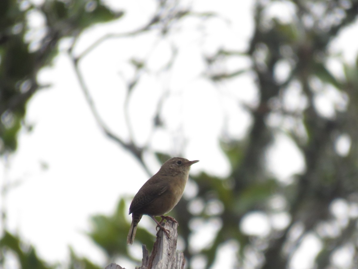 House Wren (Southern) - Mayron McKewy Mejia