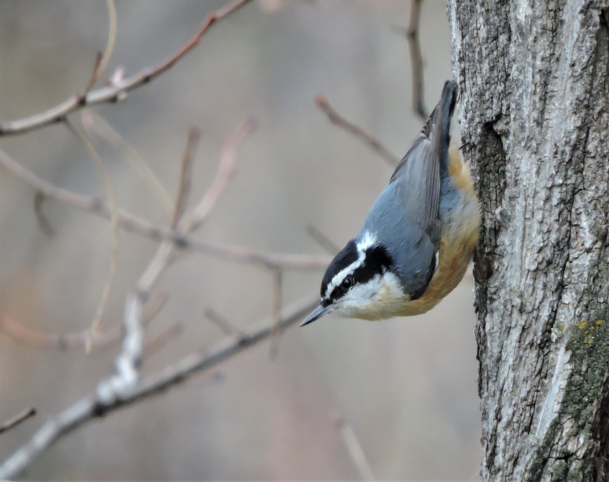 Red-breasted Nuthatch - Daniel Casey