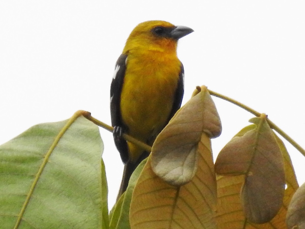 White-winged Tanager - Dennis S Main