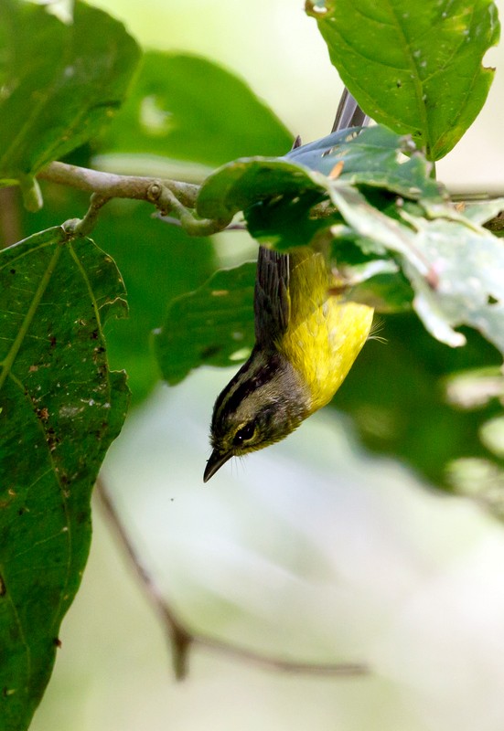Golden-crowned Warbler - Rolando Chávez