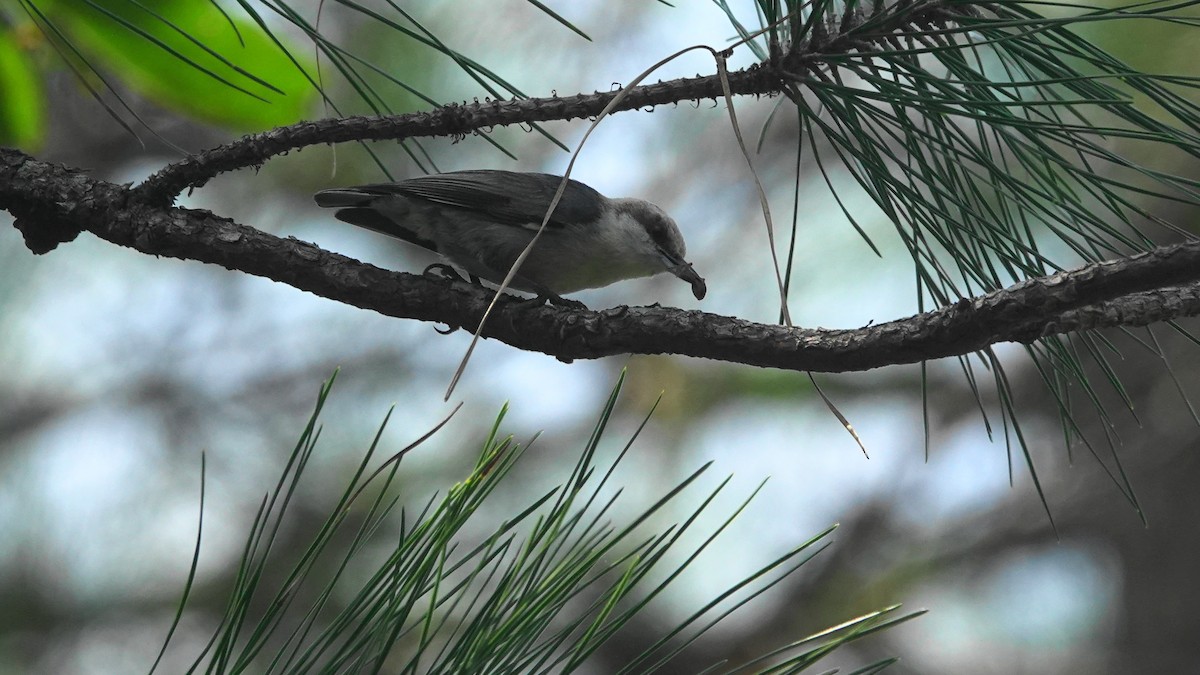 Brown-headed Nuthatch - Barry Day