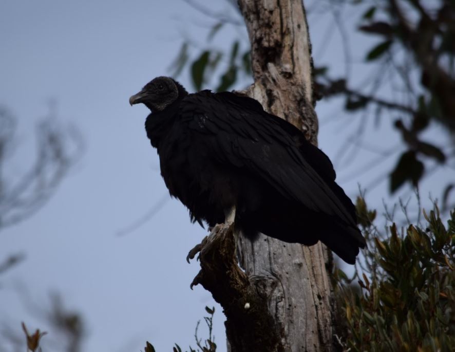 Black Vulture - ML152289551