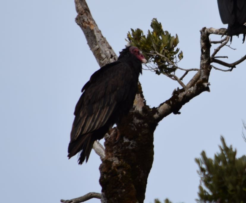 Turkey Vulture - ML152289581