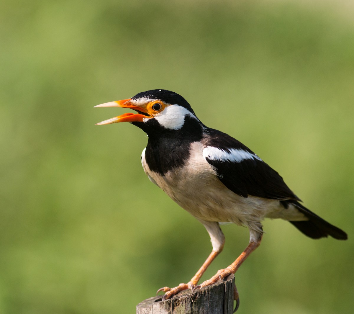Asian Pied Starling - ML152291311