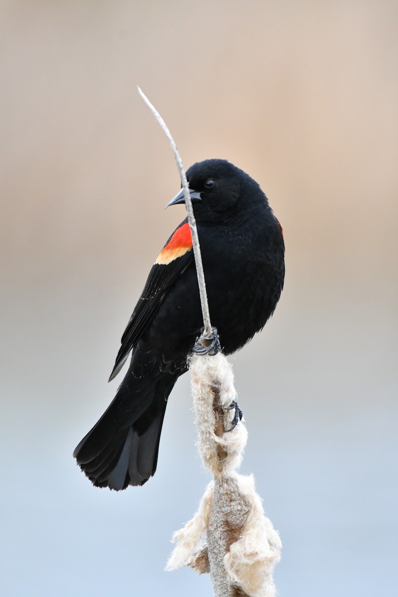 Red-winged Blackbird - ML152291981