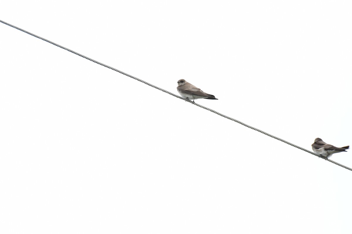 Northern Rough-winged Swallow - ML152292301