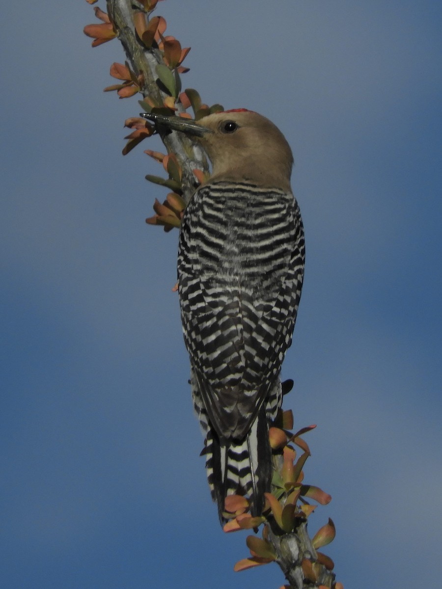 Gila Woodpecker - ML152292331