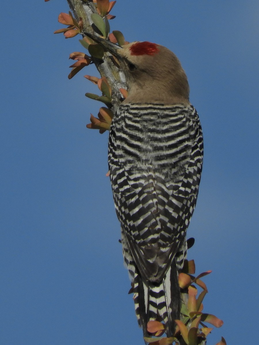 Gila Woodpecker - ML152292341