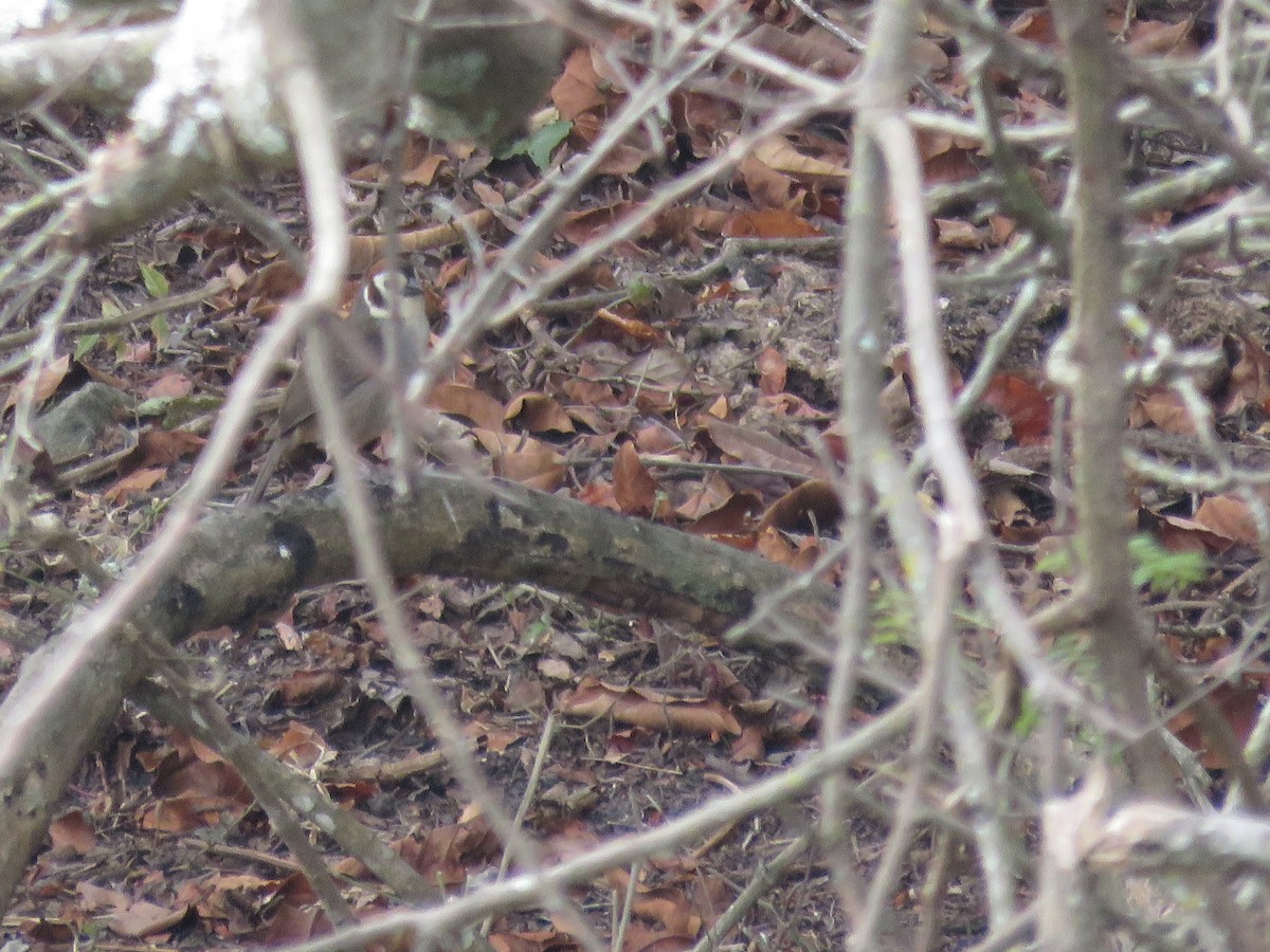 White-faced Ground-Sparrow - ML152293501