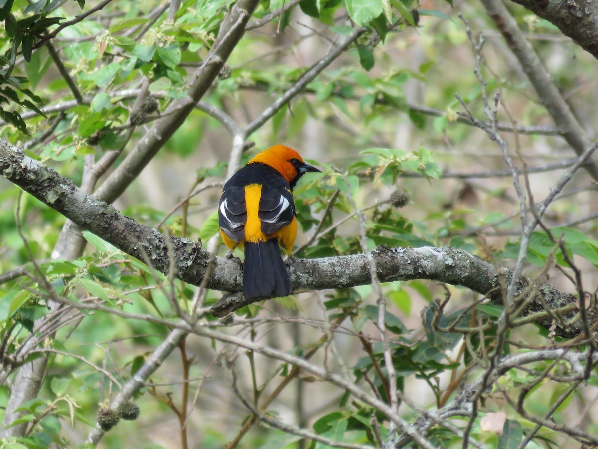 Spot-breasted Oriole - ML152295081