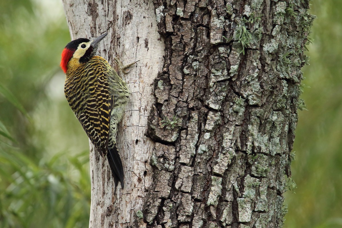 Green-barred Woodpecker - ML152297741