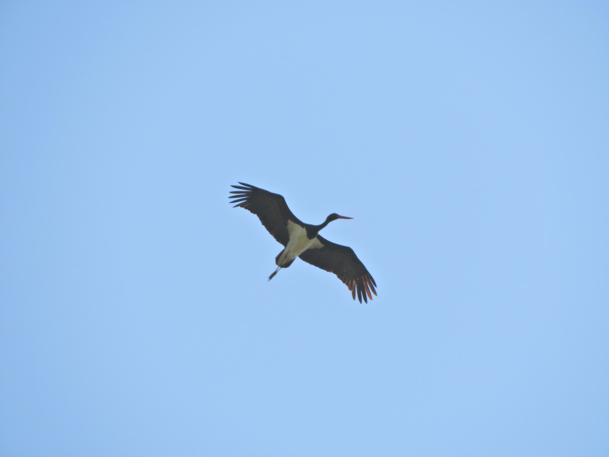 Black Stork - ML152299181