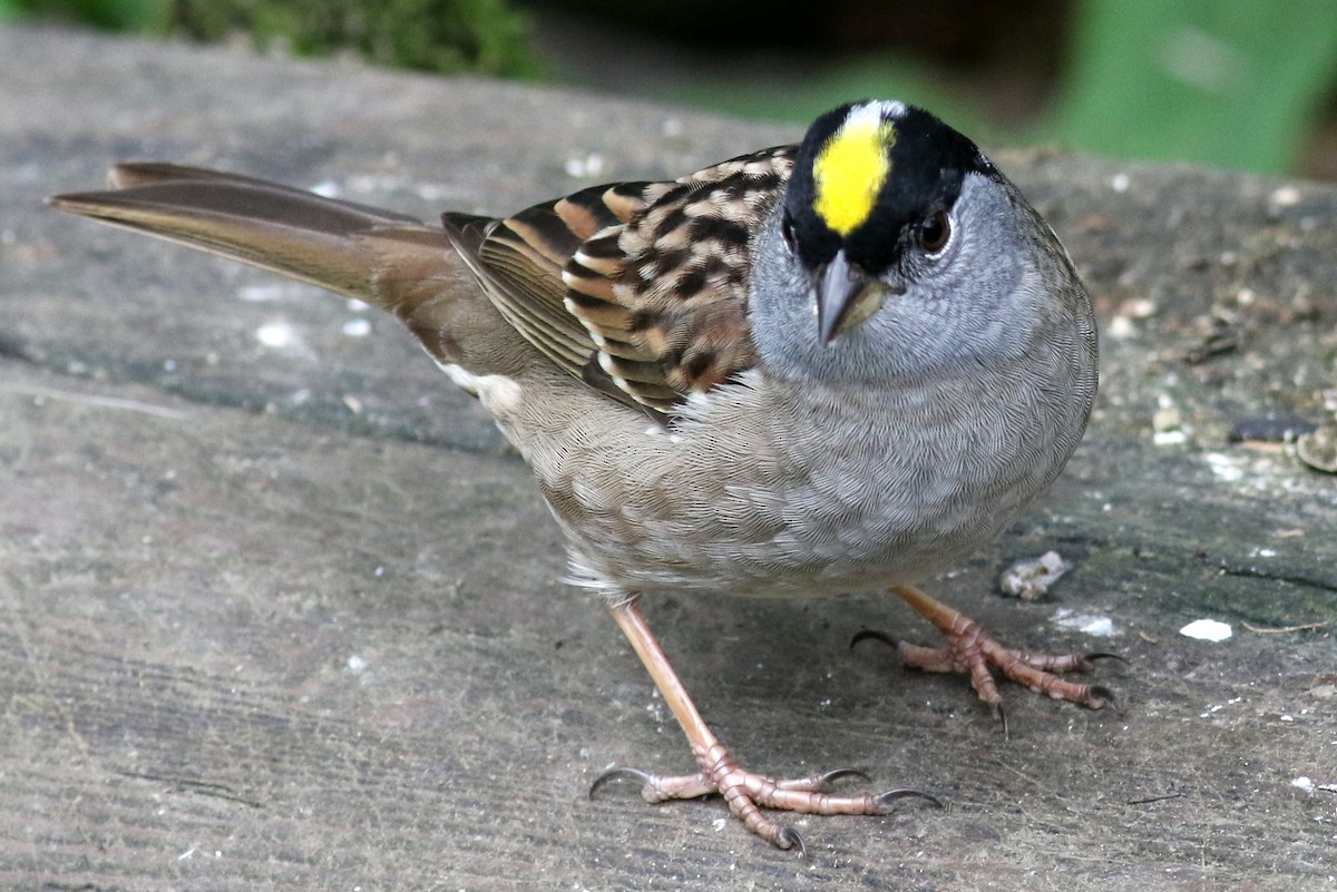 Golden-crowned Sparrow - ML152299311