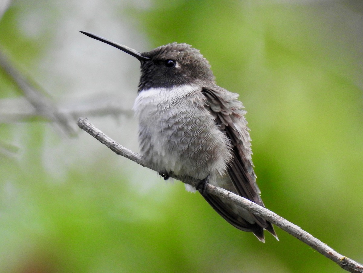 Black-chinned Hummingbird - Ron Pozzi