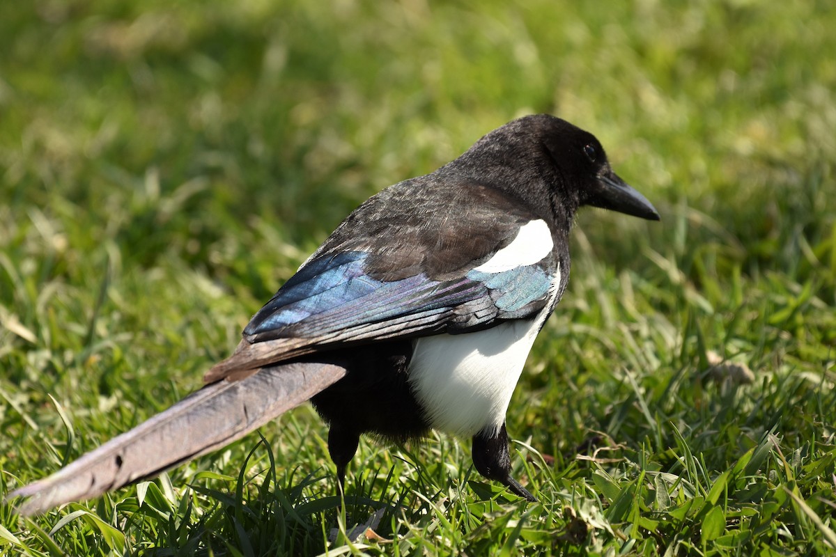 Black-billed Magpie - Don Carbaugh