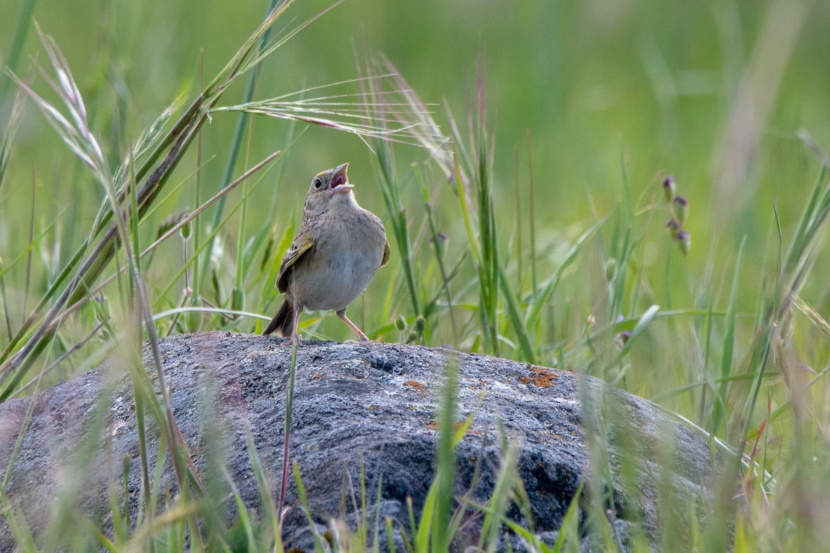 Grasshopper Sparrow - ML152301721