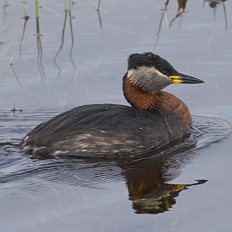 Red-necked Grebe - ML152301731