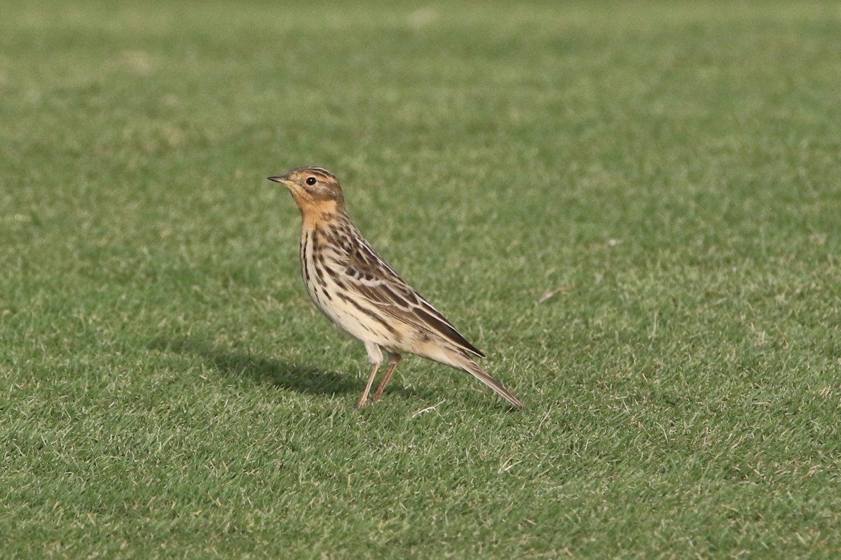 Red-throated Pipit - Olivier Langrand