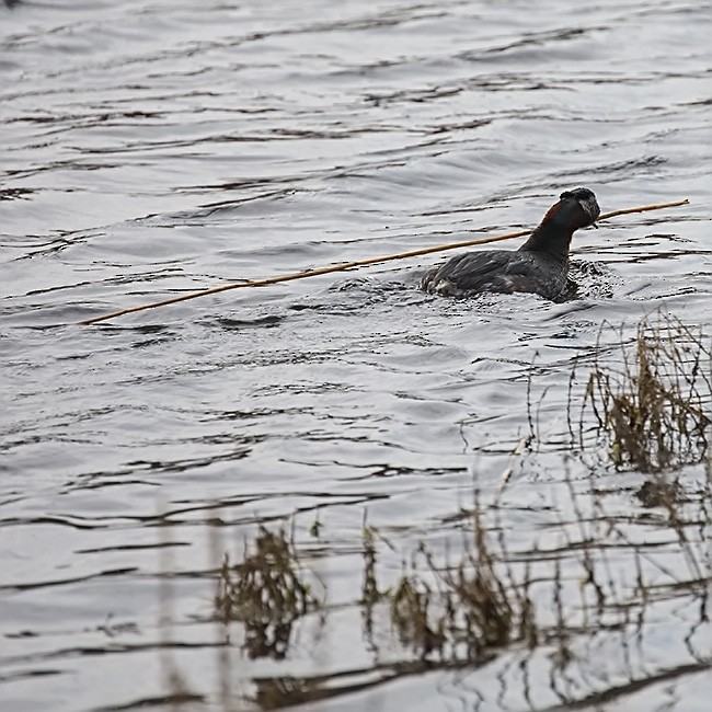 Red-necked Grebe - ML152301781