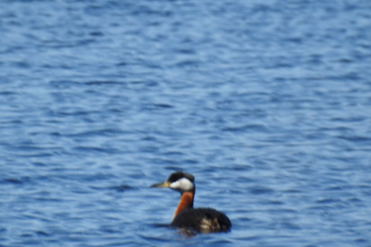 Red-necked Grebe - ML152301871