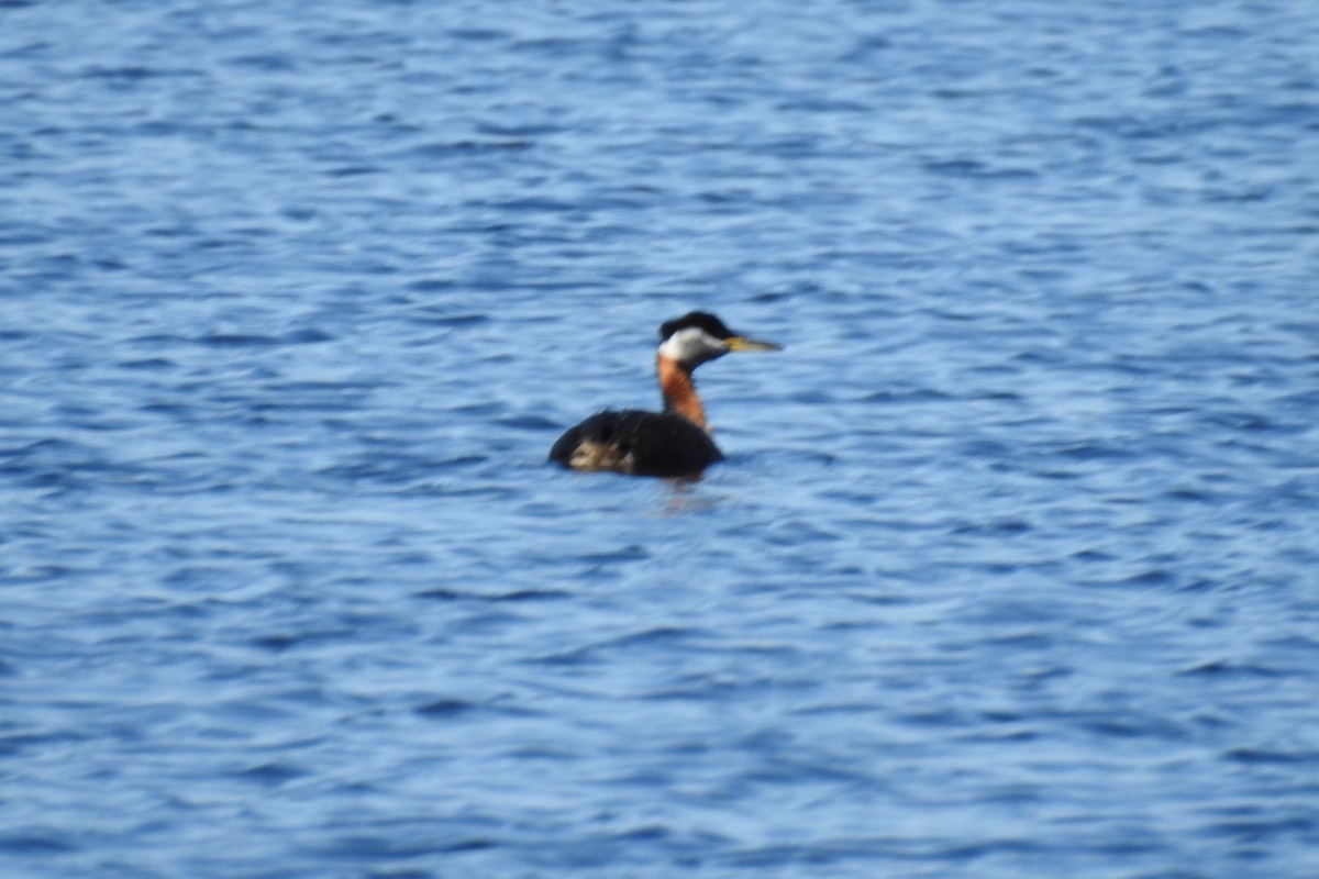 Red-necked Grebe - ML152301881