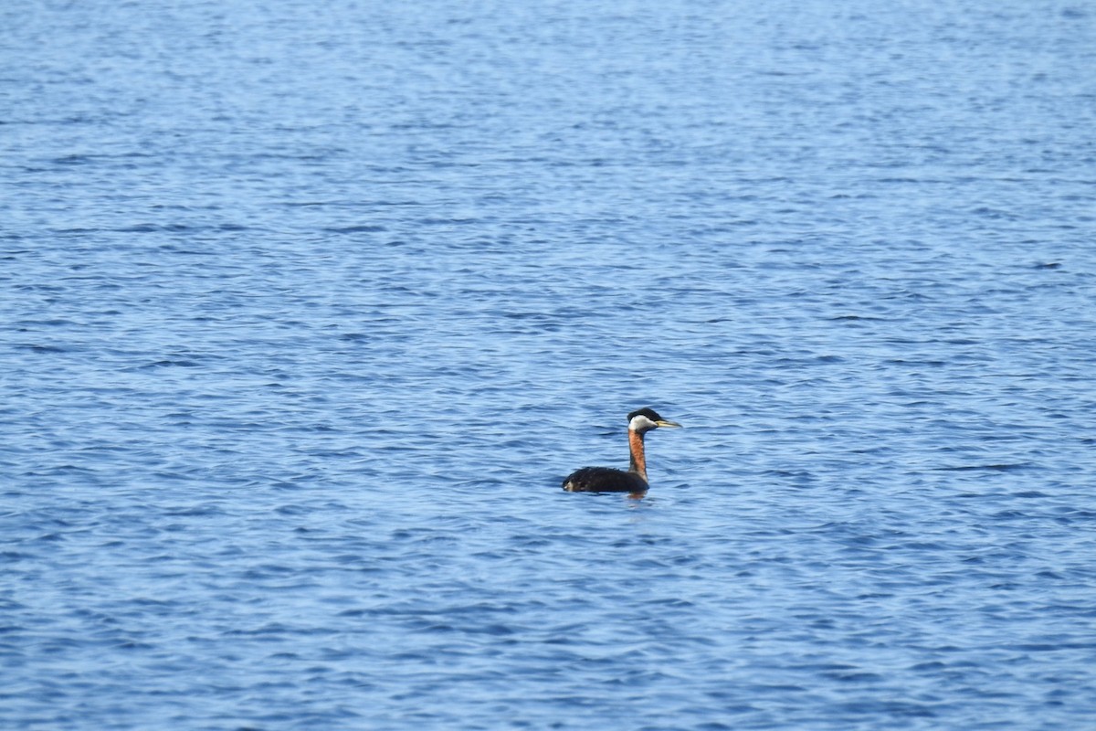 Red-necked Grebe - ML152301891