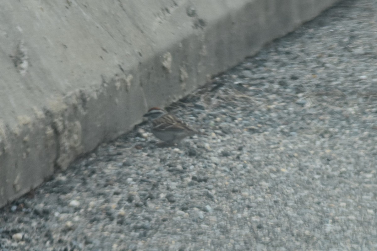 Chipping Sparrow - ML152302471