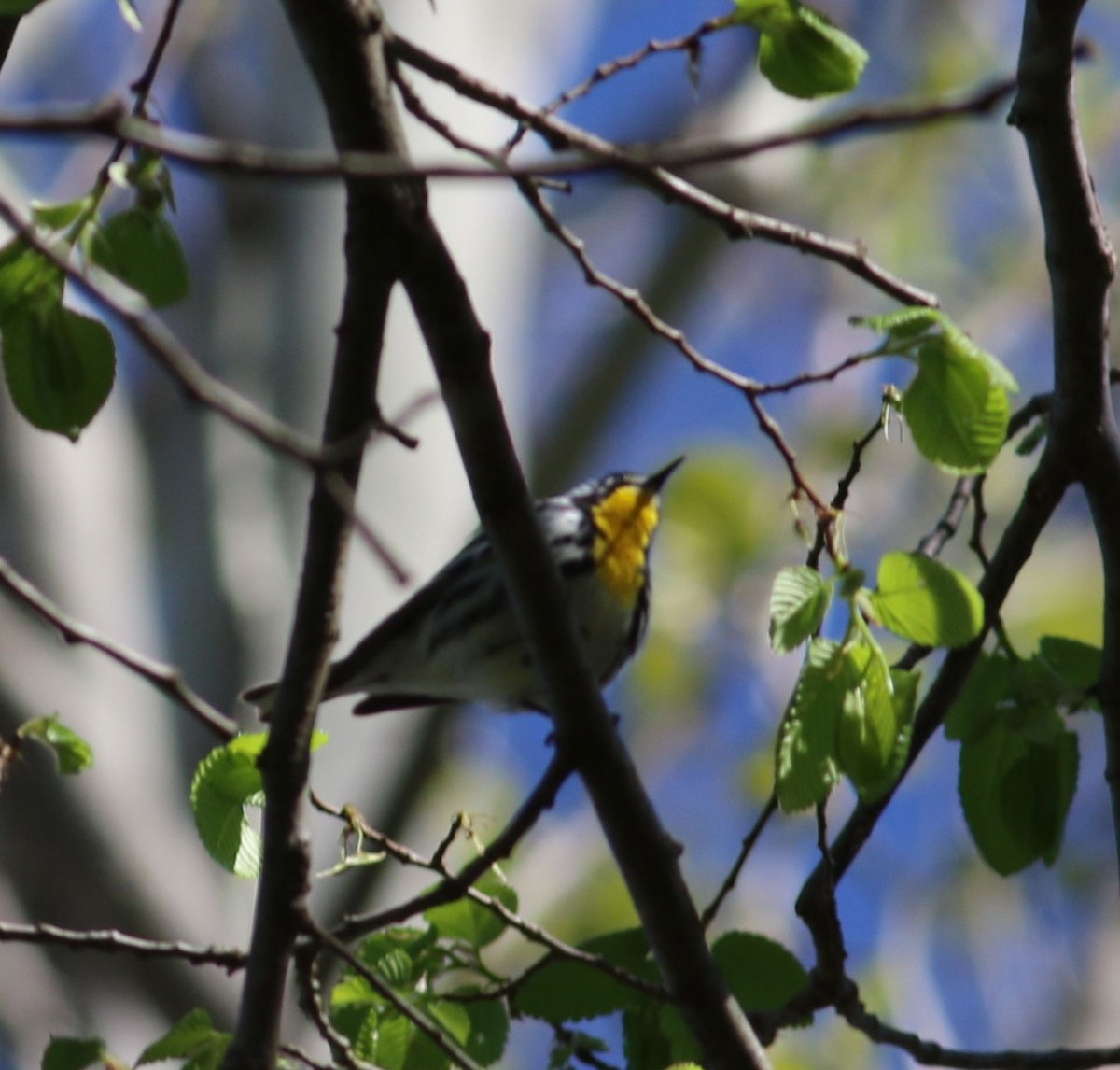 Yellow-throated Warbler - Corey Entriken