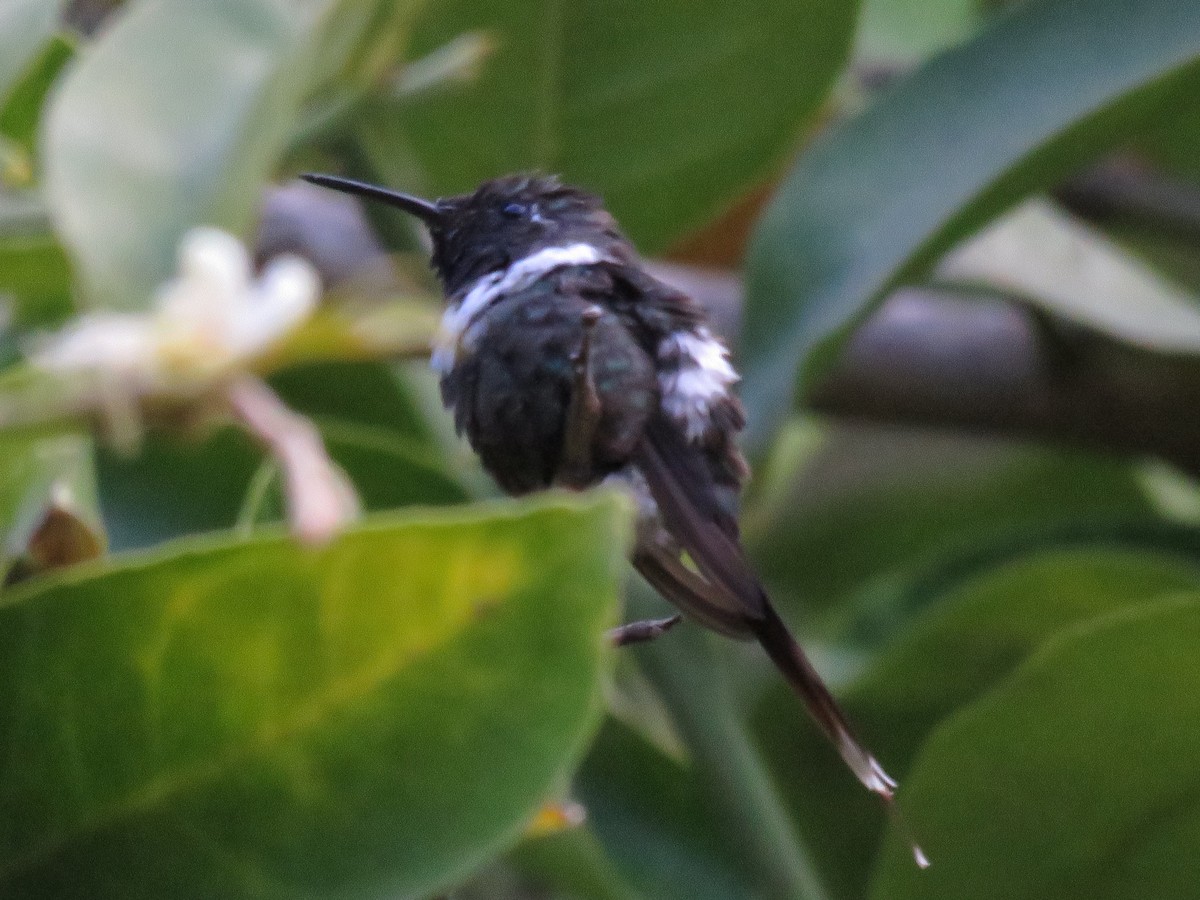 Sparkling-tailed Hummingbird - Simon Thornhill