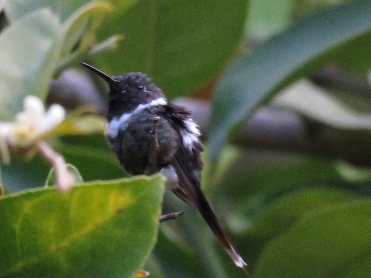 Sparkling-tailed Hummingbird - Simon Thornhill