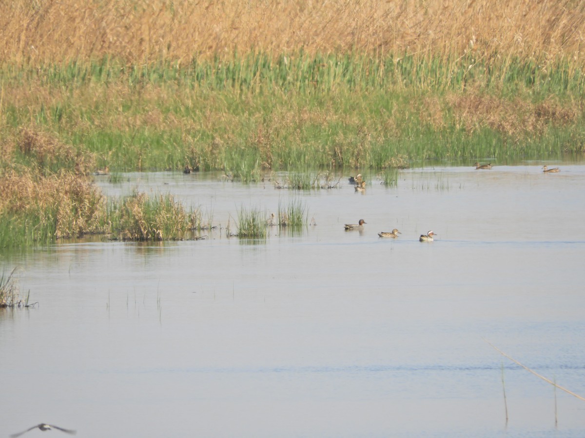Green-winged Teal - ML152303271