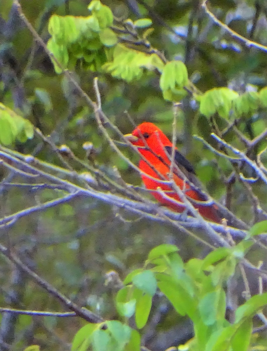 Scarlet Tanager - ML152303891