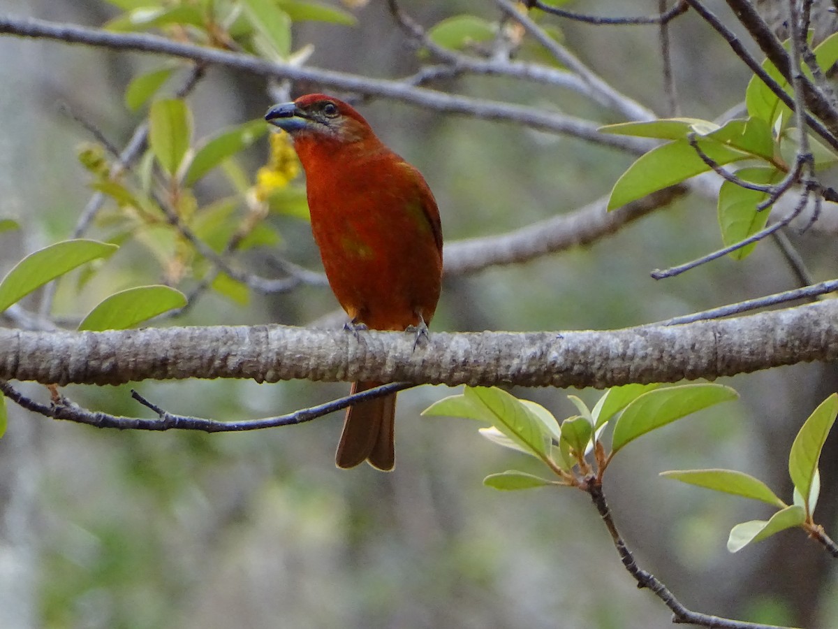 Hepatic Tanager - ML152305071