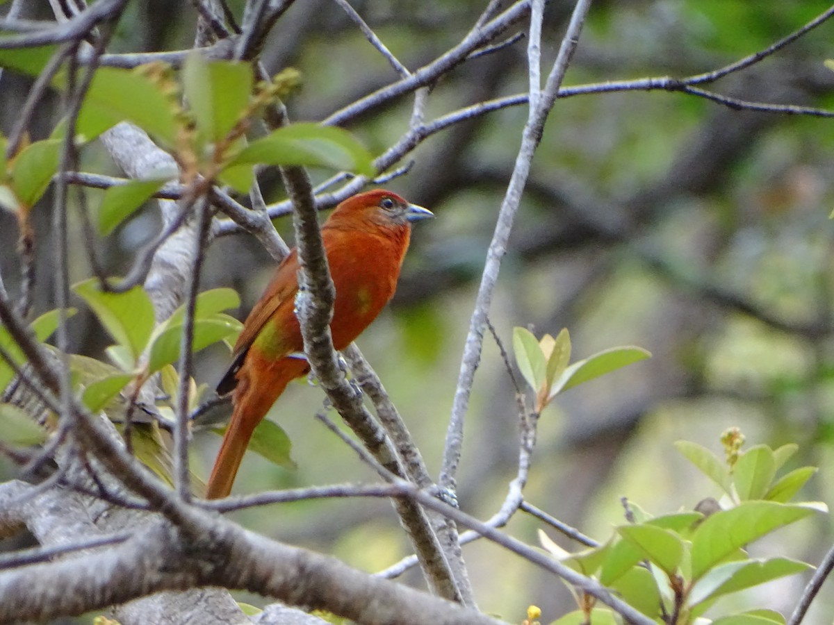 Hepatic Tanager - ML152305111