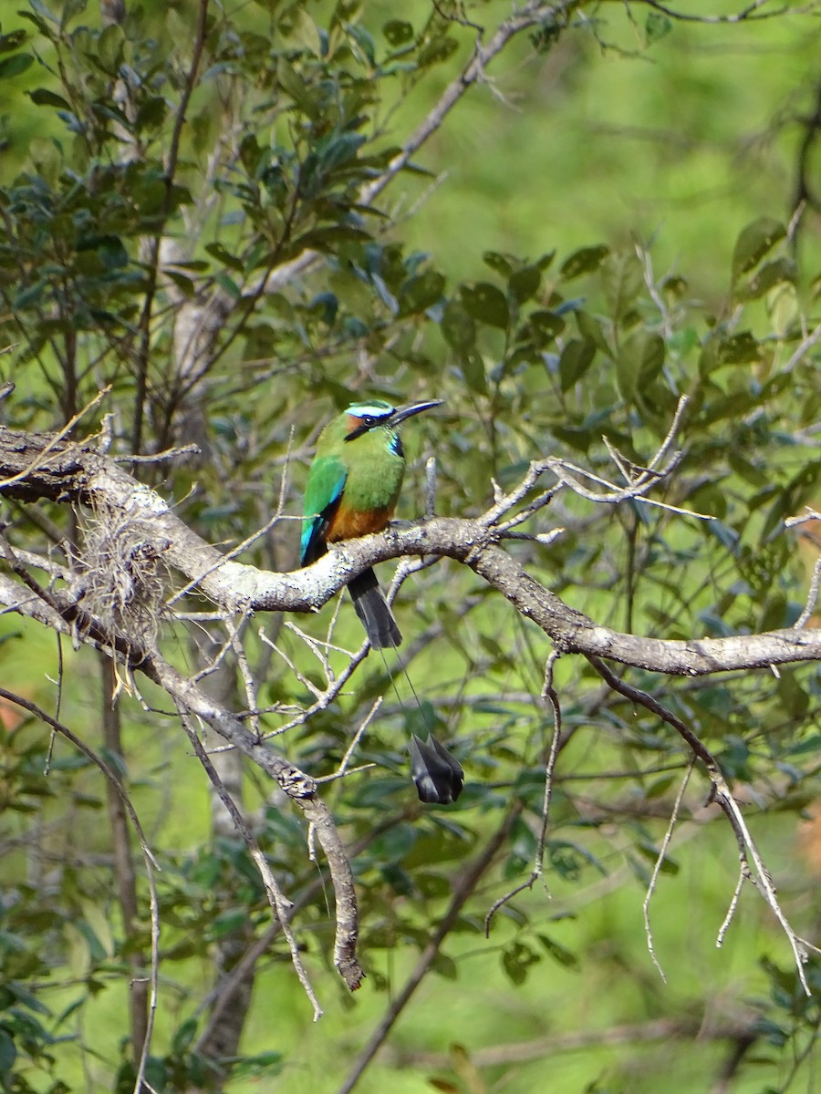 Turquoise-browed Motmot - Alfonso Auerbach