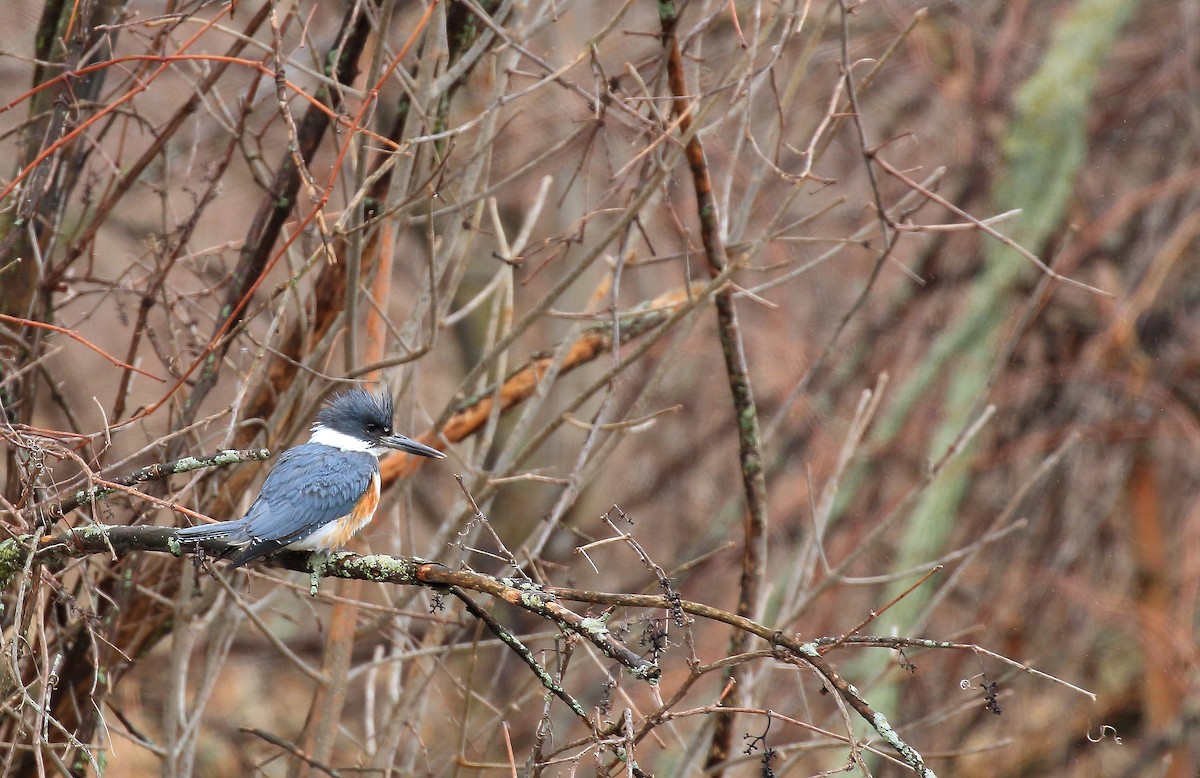 Belted Kingfisher - ML152306891