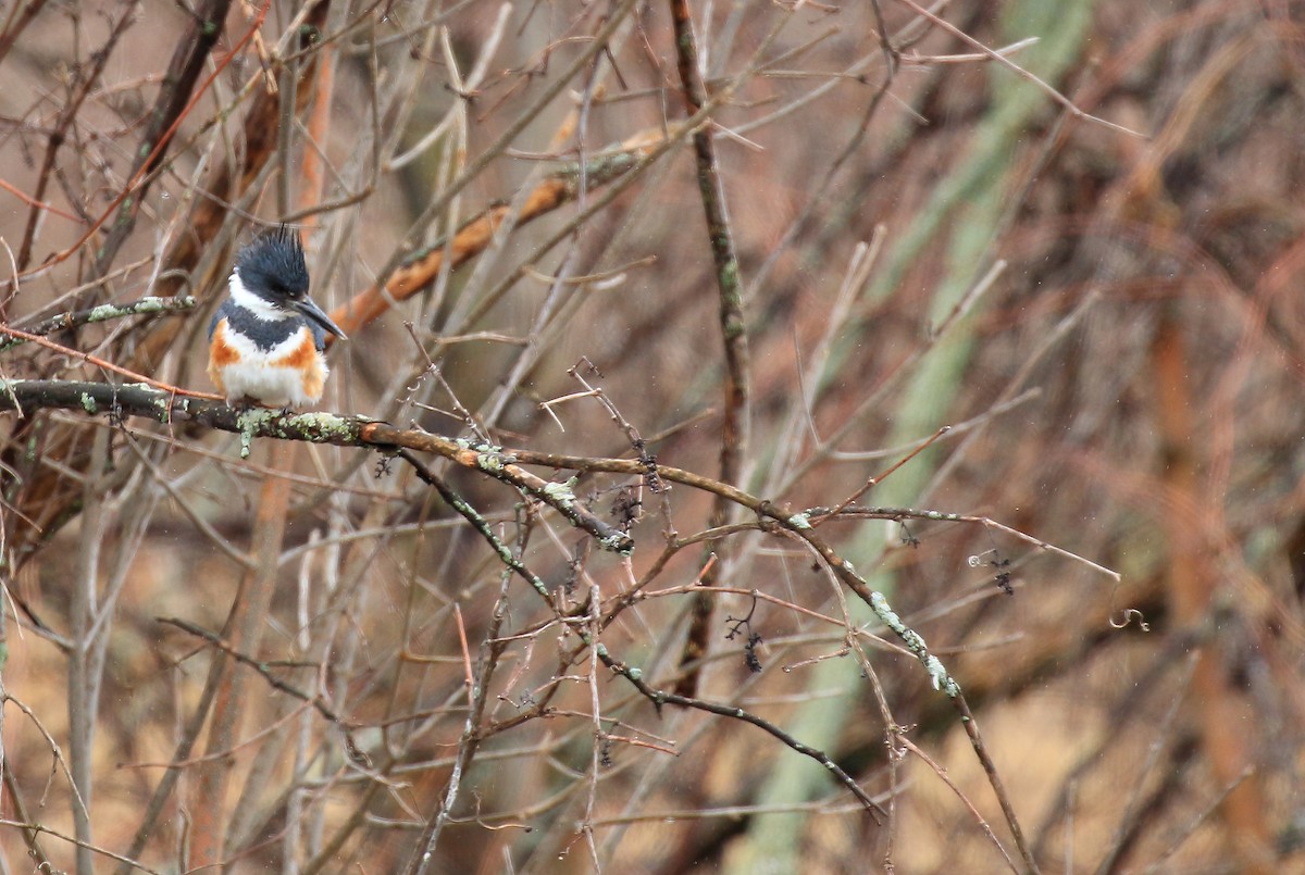Belted Kingfisher - ML152306901