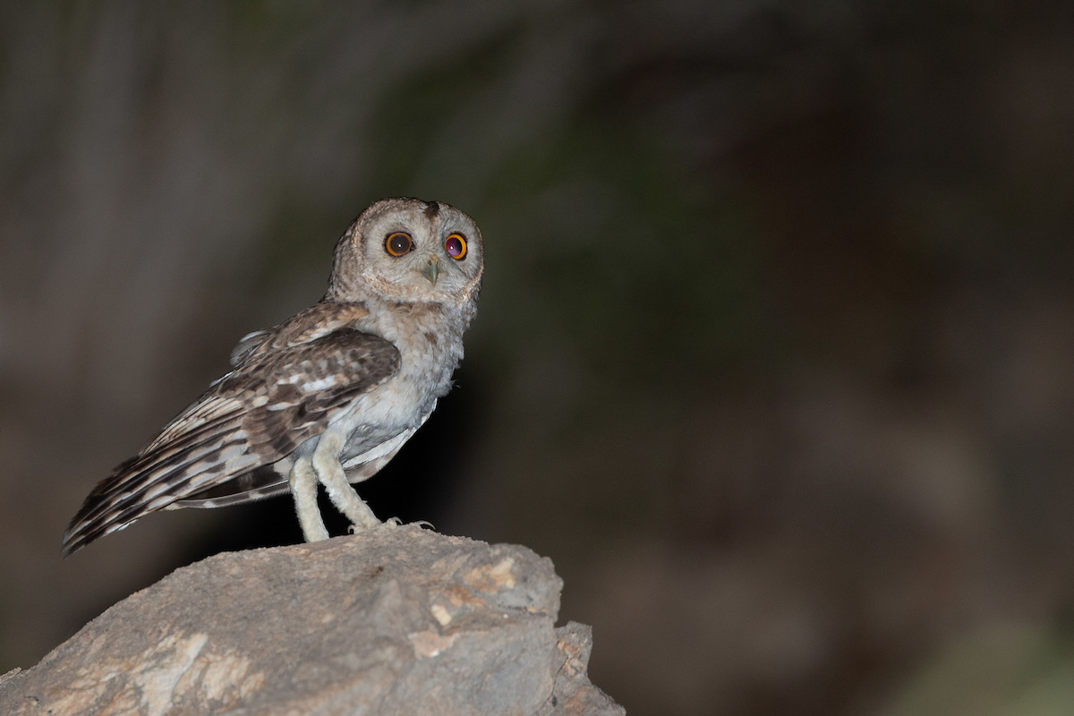 Desert Owl - ML152307071