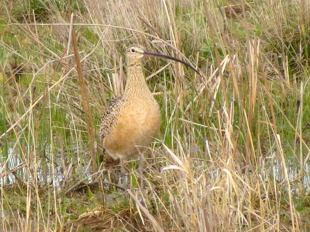 Long-billed Curlew - Ted Floyd