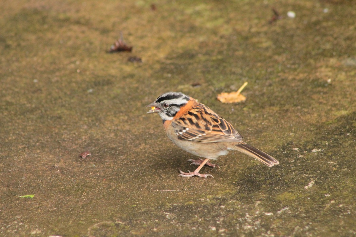 Rufous-collared Sparrow - Mario Alexander Cardona Giraldo