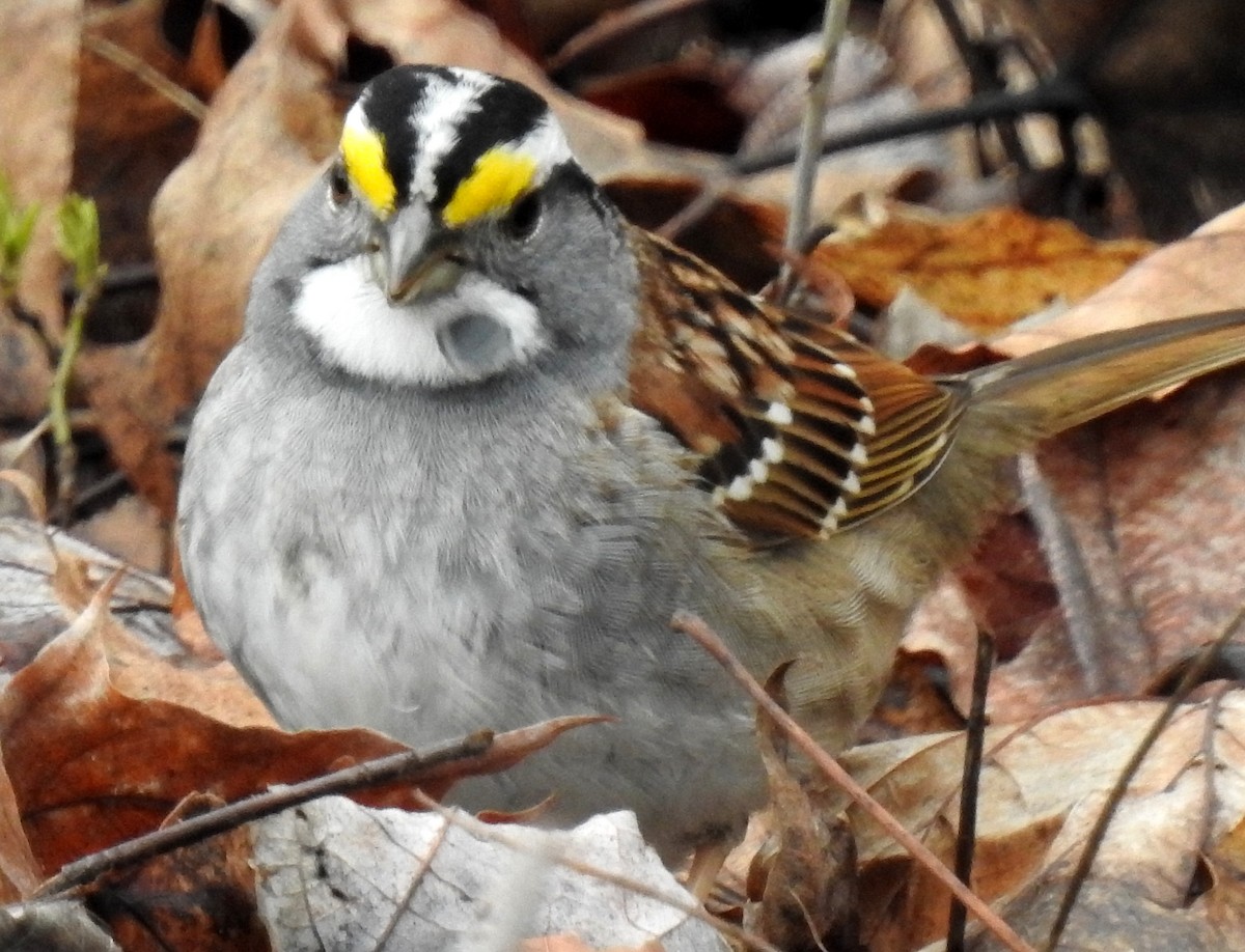 White-throated Sparrow - shelley seidman