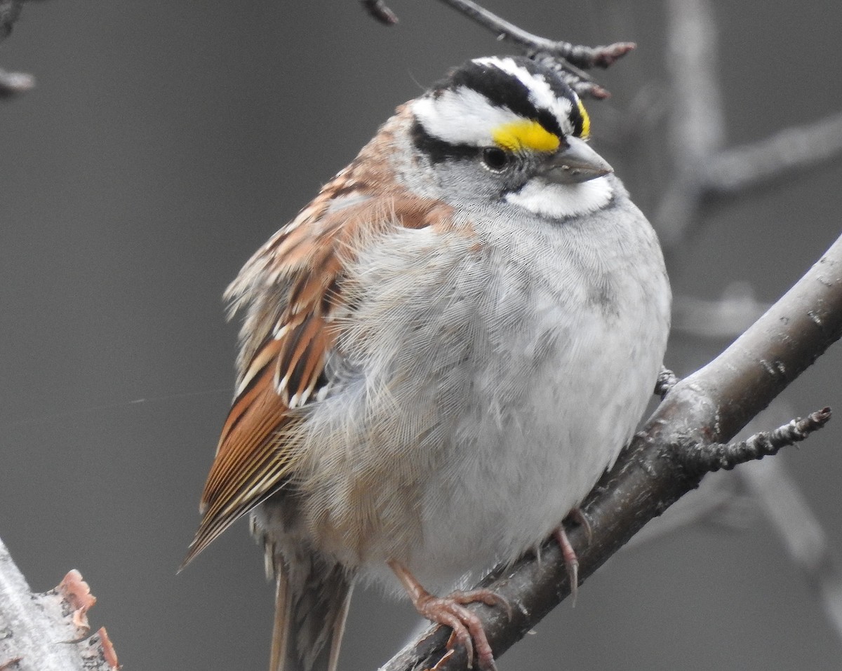 White-throated Sparrow - shelley seidman