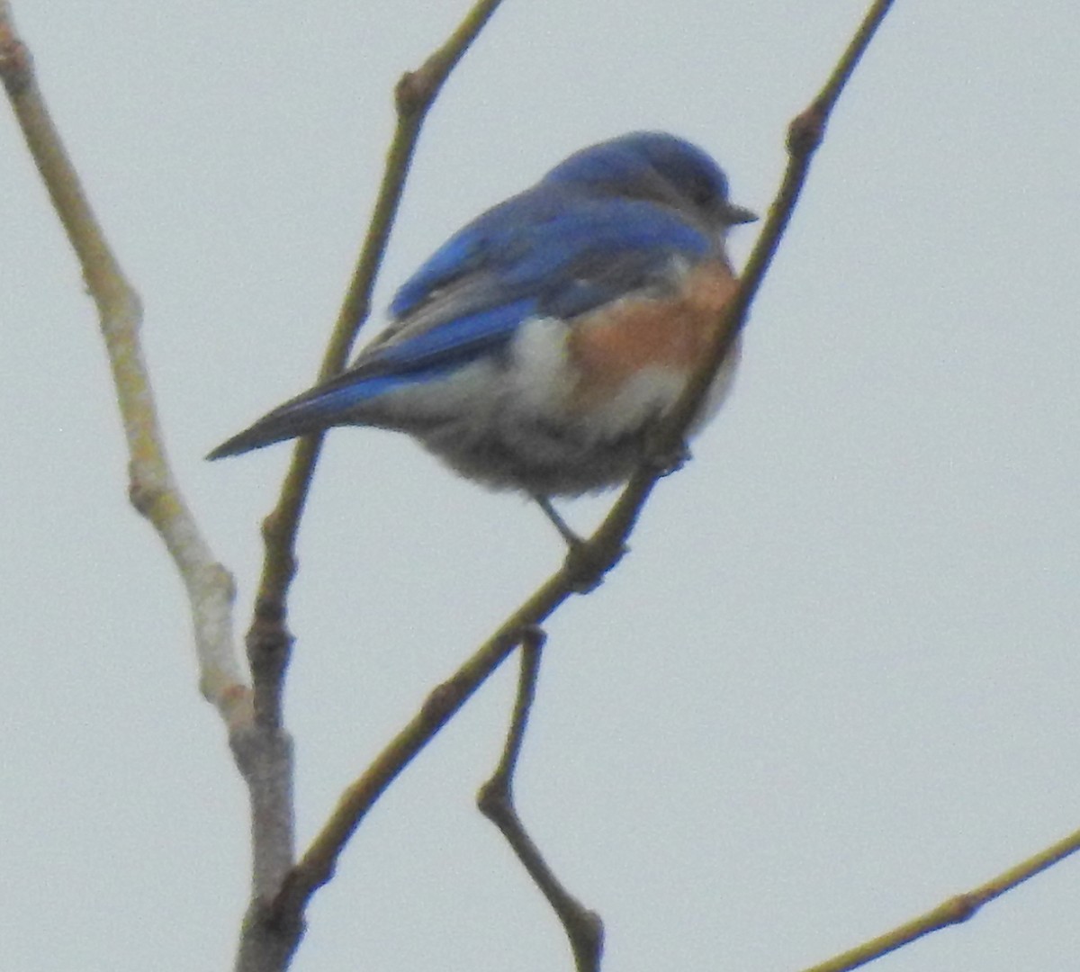 Eastern Bluebird - shelley seidman
