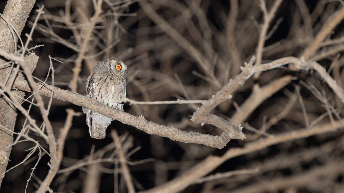 Arabian Scops-Owl - Robert Tizard