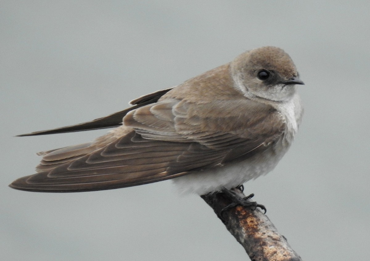 Northern Rough-winged Swallow - shelley seidman