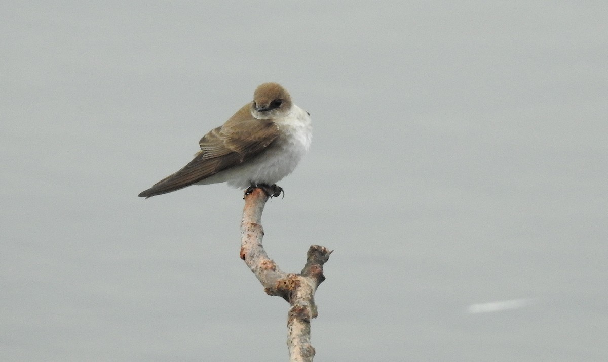 Northern Rough-winged Swallow - shelley seidman