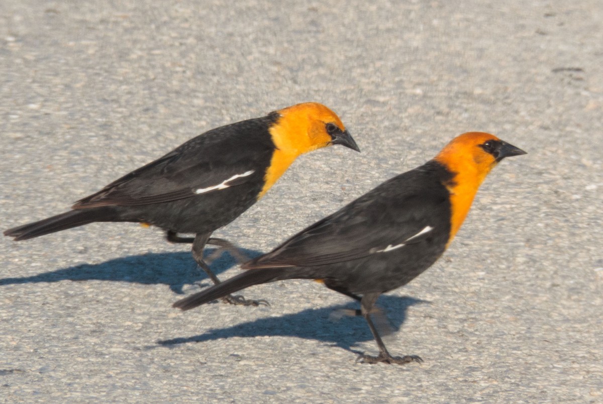 Yellow-headed Blackbird - Tom Nagel