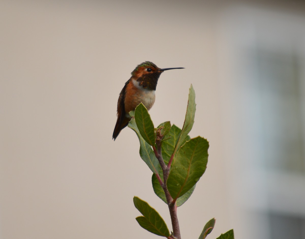 Allen's Hummingbird - Cindy Crawford
