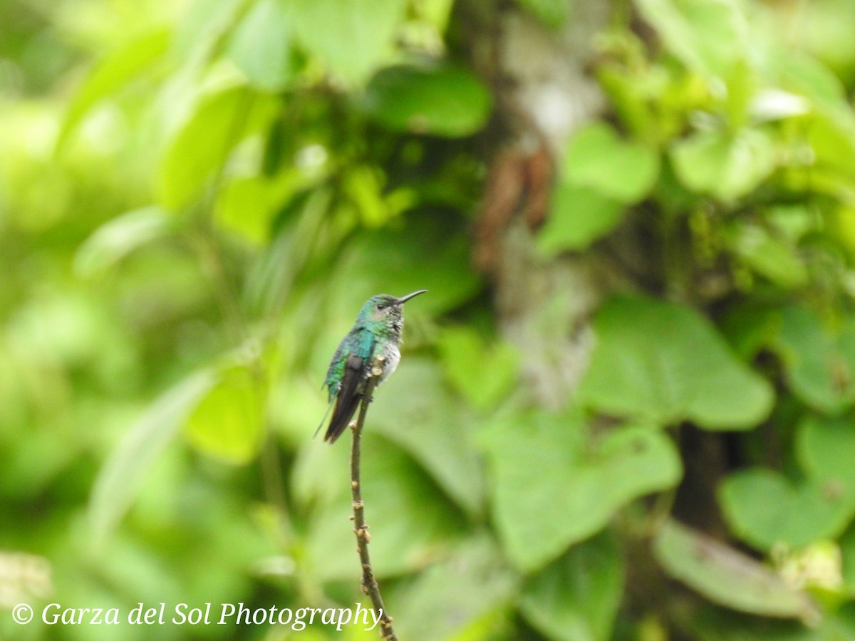 Blue-chested Hummingbird - Inés Azofeifa