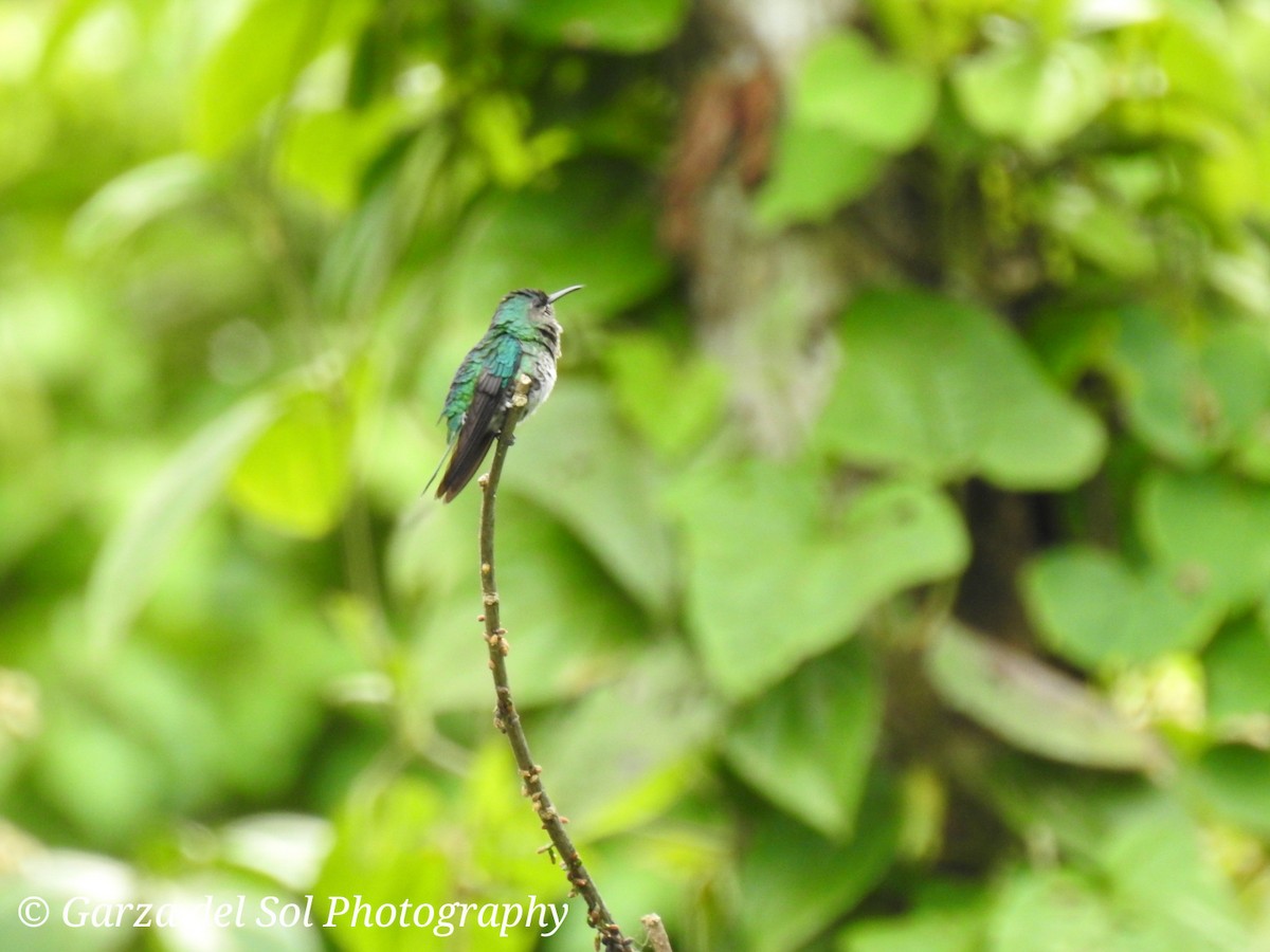 Blue-chested Hummingbird - ML152314501